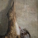 Manuel Lopes Photo 42