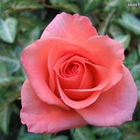 Rosa Stone Photo 11
