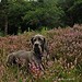 Heide Walker Photo 4