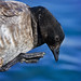 Brant Gilbert Photo 10