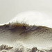 David Swain Photo 16