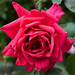 Rose Morgan Photo 31