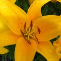 Suzanne Reese Photo 31