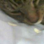 Arthur Ferrell Photo 23