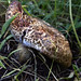 Ashley Forest Photo 16