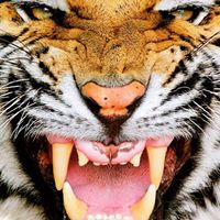 Mohamad Nassar Photo 9