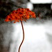 Dorothy Summers Photo 31
