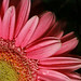 Alfonso Flores Photo 10