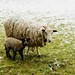 Edmund Lamb Photo 6