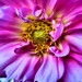 Jeri Flowers Photo 3