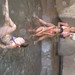 Anna Lai Photo 7