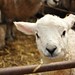 Jody Lamb Photo 21