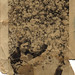 Frances Simpson Photo 18