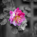 Rose Godwin Photo 25