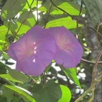 Judith Mcclure Photo 11
