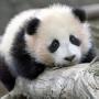 Sheng Chen Photo 44