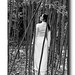 Jenny Dinh Photo 5