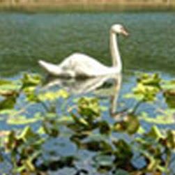 Nancy Downes Photo 5
