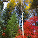 Jeannie Maple Photo 5