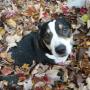 Gus Pappas Photo 32