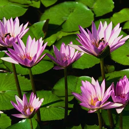 Chong Li Photo 24