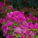Rose Orman Photo 6