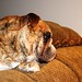 Dan Saxton Photo 16