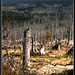 Rachel Mountain Photo 1