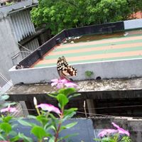 Yen Yu Photo 32