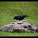 Paul Raven Photo 27