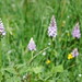 June Wood Photo 16