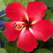 Debbie Flowers Photo 17