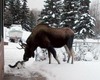 Susan Mcdonald Photo 28
