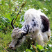 Michael Yacks Photo 7