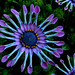 Susan Power Photo 37