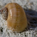 Howard Shell Photo 6