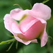 Kathy May Photo 35