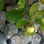 Deborah Pine Photo 12
