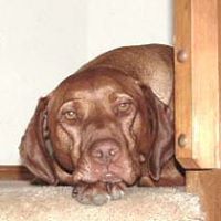 Ronald Hartmann Photo 10