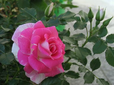 Vidya Sridhar Photo 28