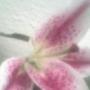 Lori Dean Photo 18