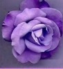 Cindy Rose Photo 21