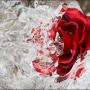 Richard Gee Photo 21