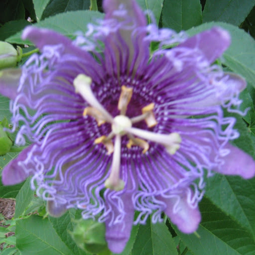 Barbara Leonard Photo 41