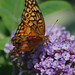 Virginia Echols Photo 4