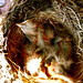 Robin Fuller Photo 10