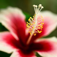 Dianne Bradley Photo 17