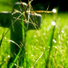 Frances Grass Photo 5
