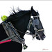 Janice Bell Photo 40