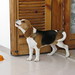 Elizabeth Beagle Photo 16